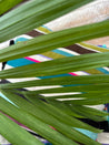 Striped Hayk Cushions 45/45